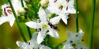 May 19, 2021 · in lieu of flowers, memorials suggested to st. Adirondack Wildflowers
