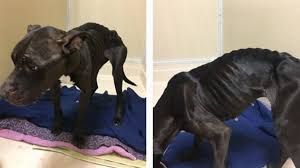 Emaciated dog gets beautiful new life after she was abandoned on the street. Owner Charged After Abandoned Emaciated Dog Found In Butler County