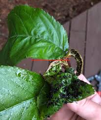 Fruit trees are fun to grow and are unique in their care requirements. Weird Black Egg Like Things On Cherry Fruit Tree Leaves Gardening Landscaping Stack Exchange