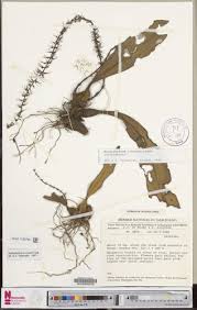 Image result for Bulbophyllum unifoliatum