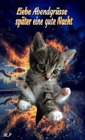 Pin Von Elzbieta Lisiak Auf Guten Nacht In 2020 Gute Nacht Gute Nacht Katze Gute Nacht Bilder Tiere