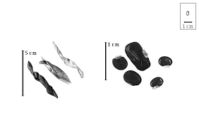 Image result for Ophrestia radicosa