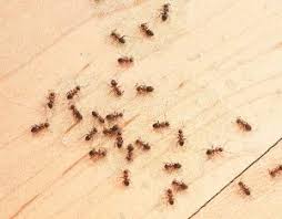 We did not find results for: 3 Types Of Ants That Can Damage Your Yard Dave S Pest Control