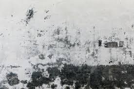 The disease lives in the soil so you will have a hard time getting rid of it. Hidden Mold Mites Mold Spores Bites What To Know