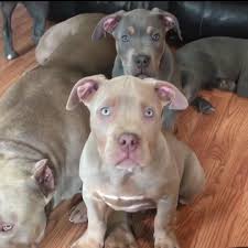Check spelling or type a new query. Xxl American Bullies For Adoption Home Facebook
