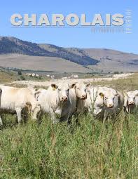 American International Charolais Journal By Edje Issuu