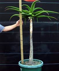 Image result for Aloe excelsa