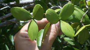 Image result for Hippocratea