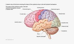 It has direct relationship with many muscles and glands of the body and thereby controls both internal and external behaviour. Brain Png Free Download Nervous System Diagram Brain Free Transparent Png Download Pngkey