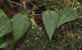 Image result for Zehneria tridactyla