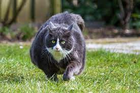 Makanan berprotein tinggi dapat menyebabkan kucing anda terlihat segar dan gemuk. Terbukti 10 Cara Efektif Agar Kucing Bisa Cepat Gemuk Halaman All Kompasiana Com