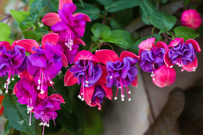 Learn how to Start your Fuchsia Hanging Baskets