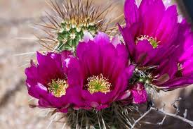 Check spelling or type a new query. How Long Do Cactus Flowers Last And How To Get Blooms The Practical Planter