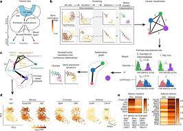 Single Cell Analysis Of Early Progenitor Cells That Build Coronary Arteries Nature Coronary Arteries Plexus Products Arteries