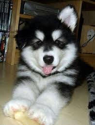 Baby Siberian Husky Black And White Pin By Allison Luciano On Pomsky Watch Cute Animals Malamute Puppies Cute Dogs