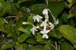 Image result for Clerodendrum buchneri