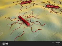 It grows best at temperatures of 30 to 37°c, but it grows well at colder (refrigerator) temperatures. Listeria Monocytogenes Image Photo Free Trial Bigstock