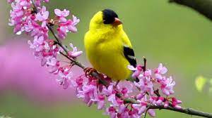 We did not find results for: 46 Free Spring Bird Wallpaper On Wallpapersafari