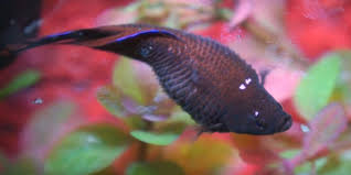 Betta Fish Dropsy Betta Fish Betta Betta Fish Care