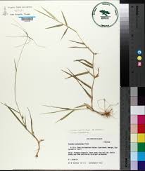 Image result for Cynodon incompletus