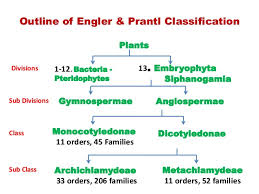 4.2 identifying flowers in near/far images we experimented with three different classiﬁcation methods: Engler Prantl System Of Classification