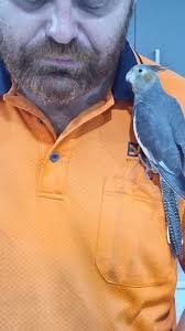 Have you seen my cockatiel? 😥😥😥 My beloved cockatiel pet bird flew out  of my workplace