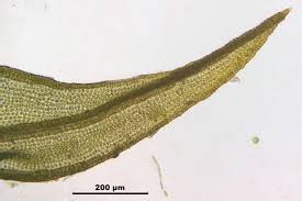 Image result for Didymodoxa  afra