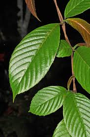 Image result for Tetracera