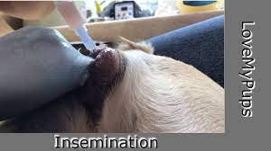 Series 1, easiest way to inseminate your frenchiedon't forget, subscribe, like and make comments, it helps us feed our puppies…our store: Diy Your Dog Need Breeding Follow These Steps From Start To Finnish Youtube