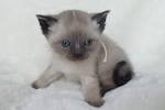 Balinese Kittens For Sale In Ohio