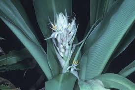 Image result for Chlorophytum gallabatense