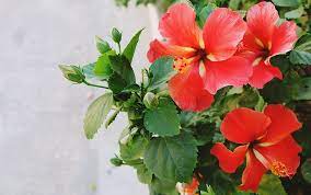 For perennial flowers that bloom all summer, prune towards the end of the growing seasons. Never Ending Summer Which Perennials Bloom All Summer Long