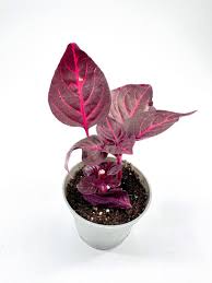 Image result for Iresine herbstii