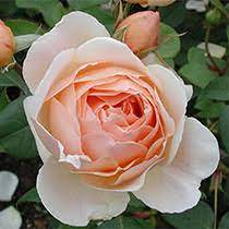 We did not find results for: Roses Rose Bushes Rose Gardening Rose Plants