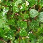 Image result for Impatiens bequaertii