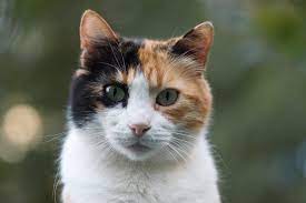 Find images of calico cat. The Basics Of Genetics How Women And Calico Cats Are Similar Passioinventa