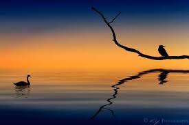 We did not find results for: Harmony Photography Elements Unity Photography Harmony Art