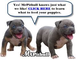 Best Dog Food For Pitbulls Happy Puppies Best Dog Food Pitbulls Dog Food Recipes