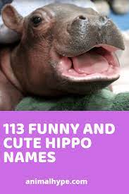 Cute And Funny Hippo Names Cute Hippo Baby Hippo Hippo