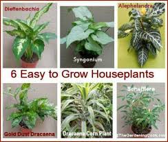 6 Easy To Grow Houseplants Plants Easy House Plants Indoor Plants Easy