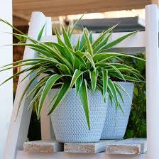 Image result for Chlorophytum stolzii