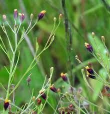 Image result for Schkuhria pinnata