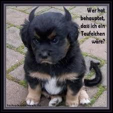 Lustige bilder für's profil oder zum verschicken ! Lustige Menschen Bilder Zum Totlachen Photo 2 Fotoalbum Gofeminin Susseste Haustiere Gluckliche Tiere Lustige Tiere