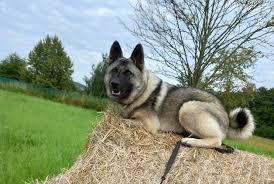 Image result for norský losí pes šedý