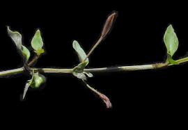 Image result for Torenia thouarsii