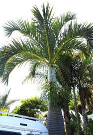 Plantfiles Pictures Manambe Palm Dypsis Decipiens By Palmbob Tropical Landscaping Landscape Design Garden Photos