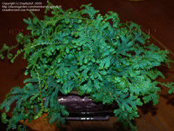 Image result for Selaginella mittenii