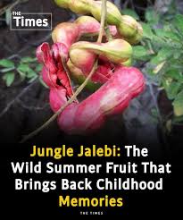 Image result for Kotschya strobilantha