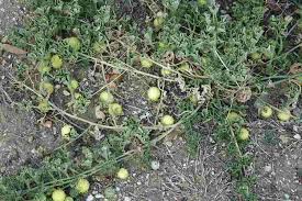 Image result for Cucumis myriocarpus