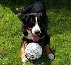 Heute gilt der berner sennenhund auch fernab der berge als ein freundlicher, familientauglicher zeitgenosse. Berner Sennenhund Mix Mischling Und Hybride Bernersennenhund De